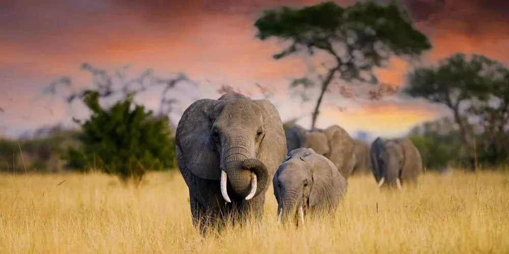 Afrique