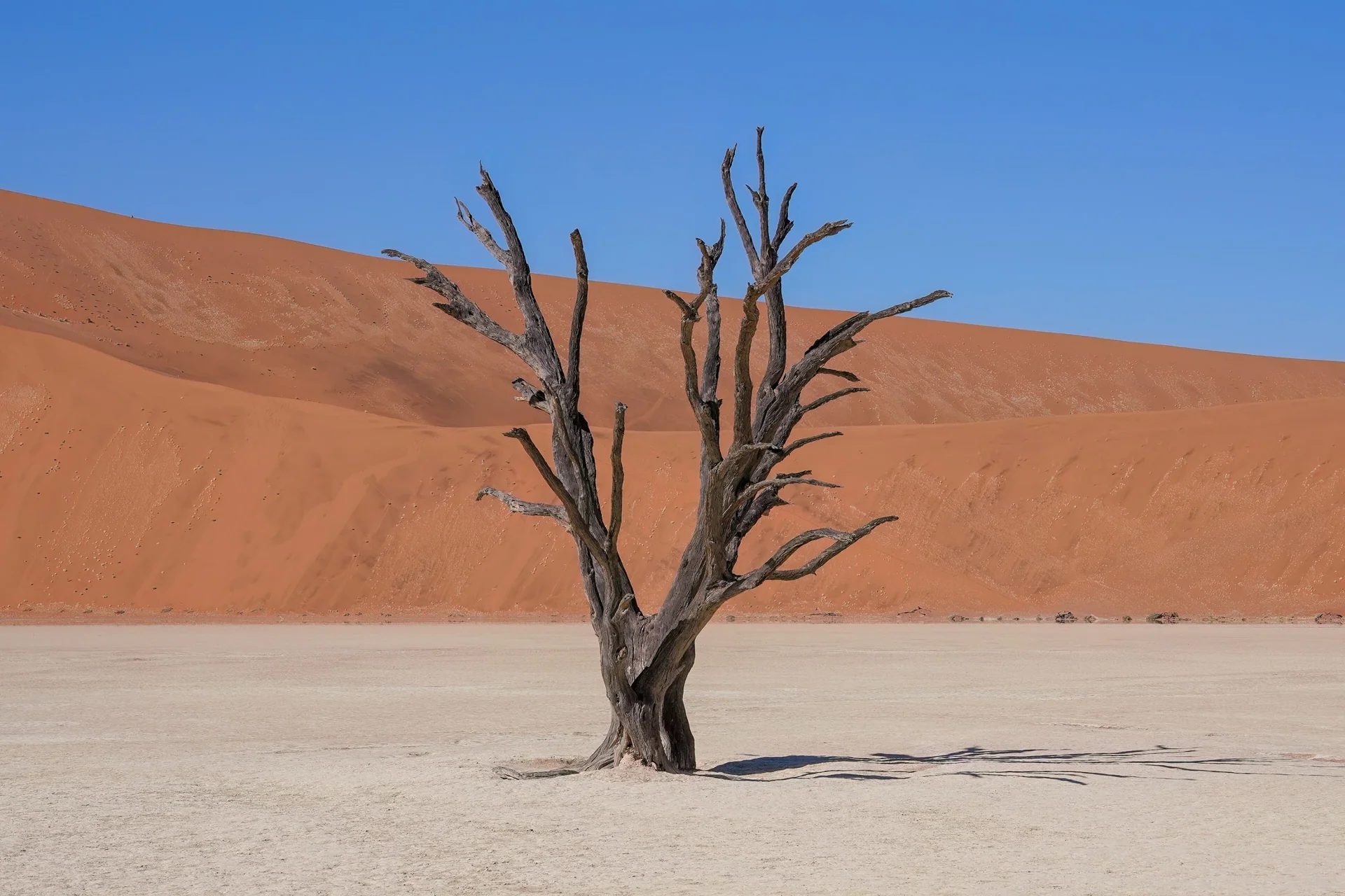 Arbre de Deadvlei devant les dunes orangées du Namib