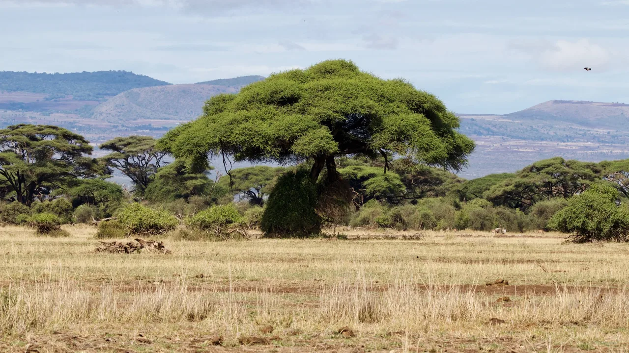 Un arbre dans les paysages d’Amboseli