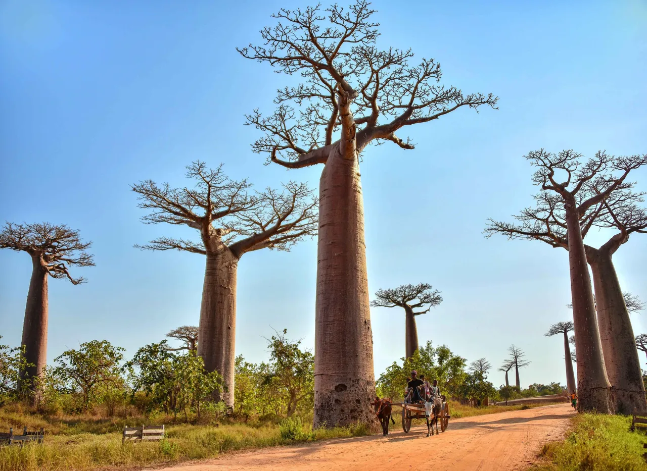Els baobabs de Madagascar a la llum del dia