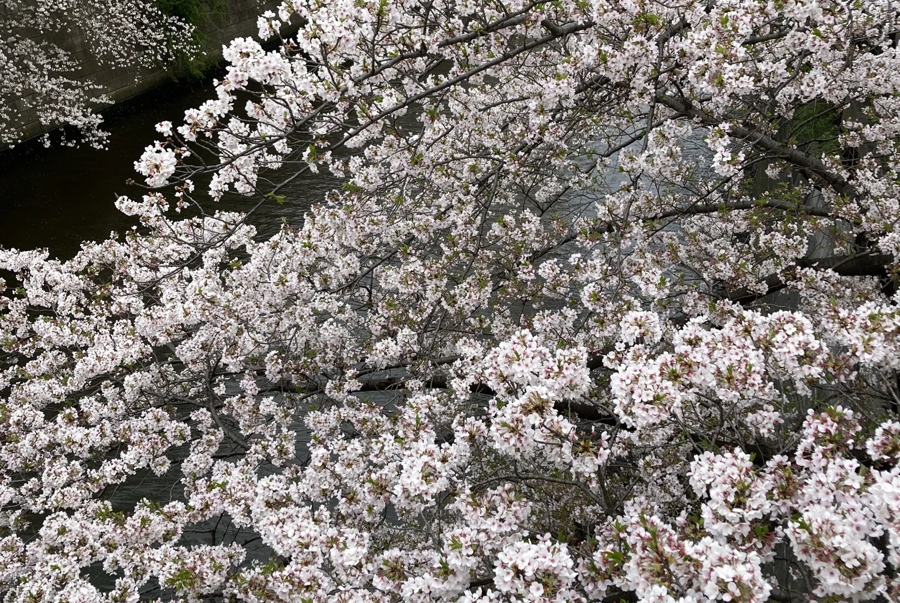 Cerisiers en fleurs le long de la rivière Meguro à Tokyo