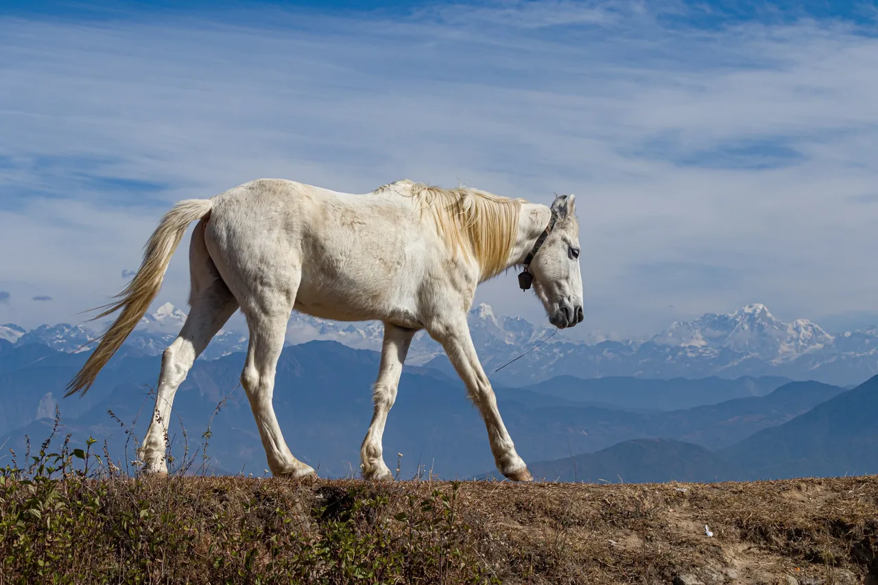 Un cavall davant les muntanyes a Suryachaur, al Nepal