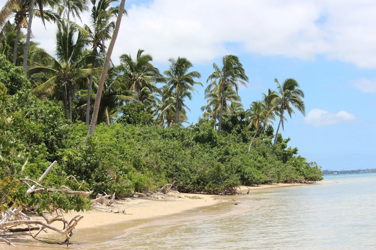 Les cocotiers et le rivage de Pangaimotu, aux Tonga