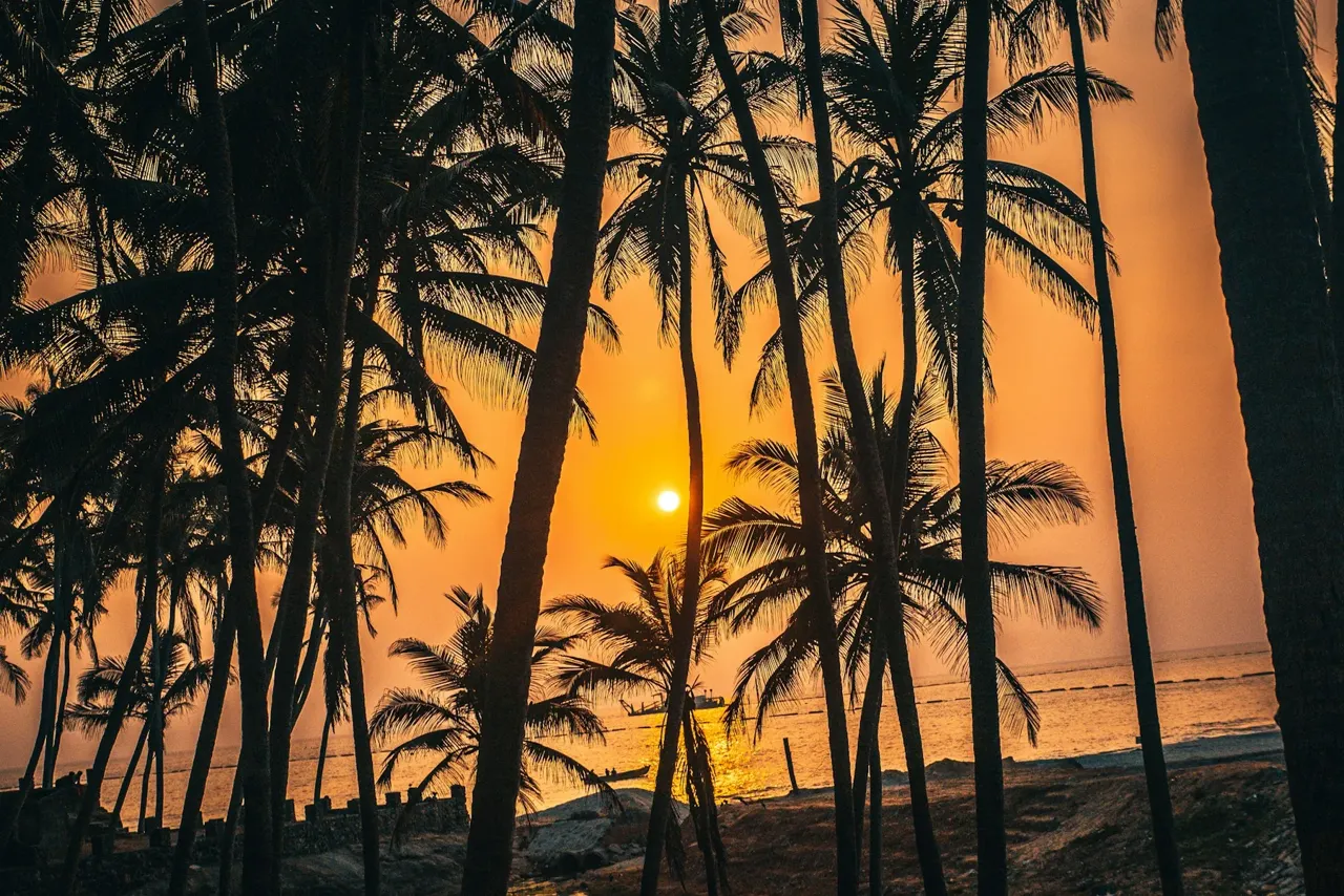 Cocotiers en silhouette au coucher du soleil sur la côte du Kerala