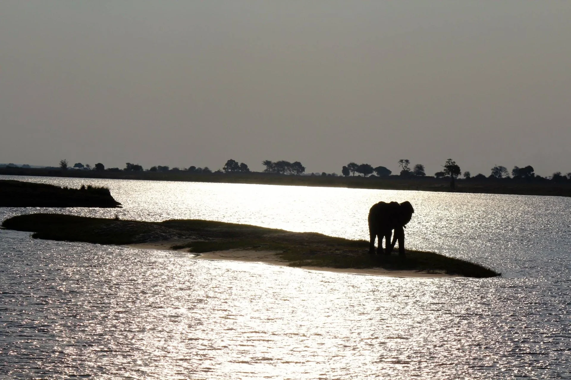 Éléphant en silhouette au bord de l’eau en Afrique