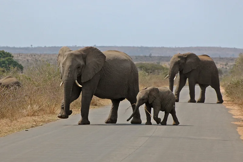 Éléphants et éléphanteau dans le parc Kruger