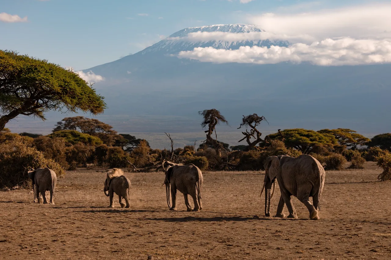Família d’elefants a la sabana, amb el Kilimanjaro a l’horitzó