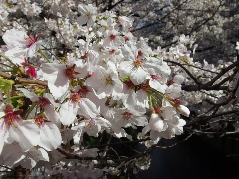 Fleurs de cerisier au printemps au Japon