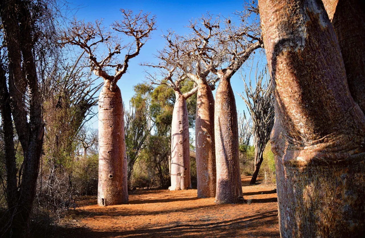 La forêt épineuse de Madagascar