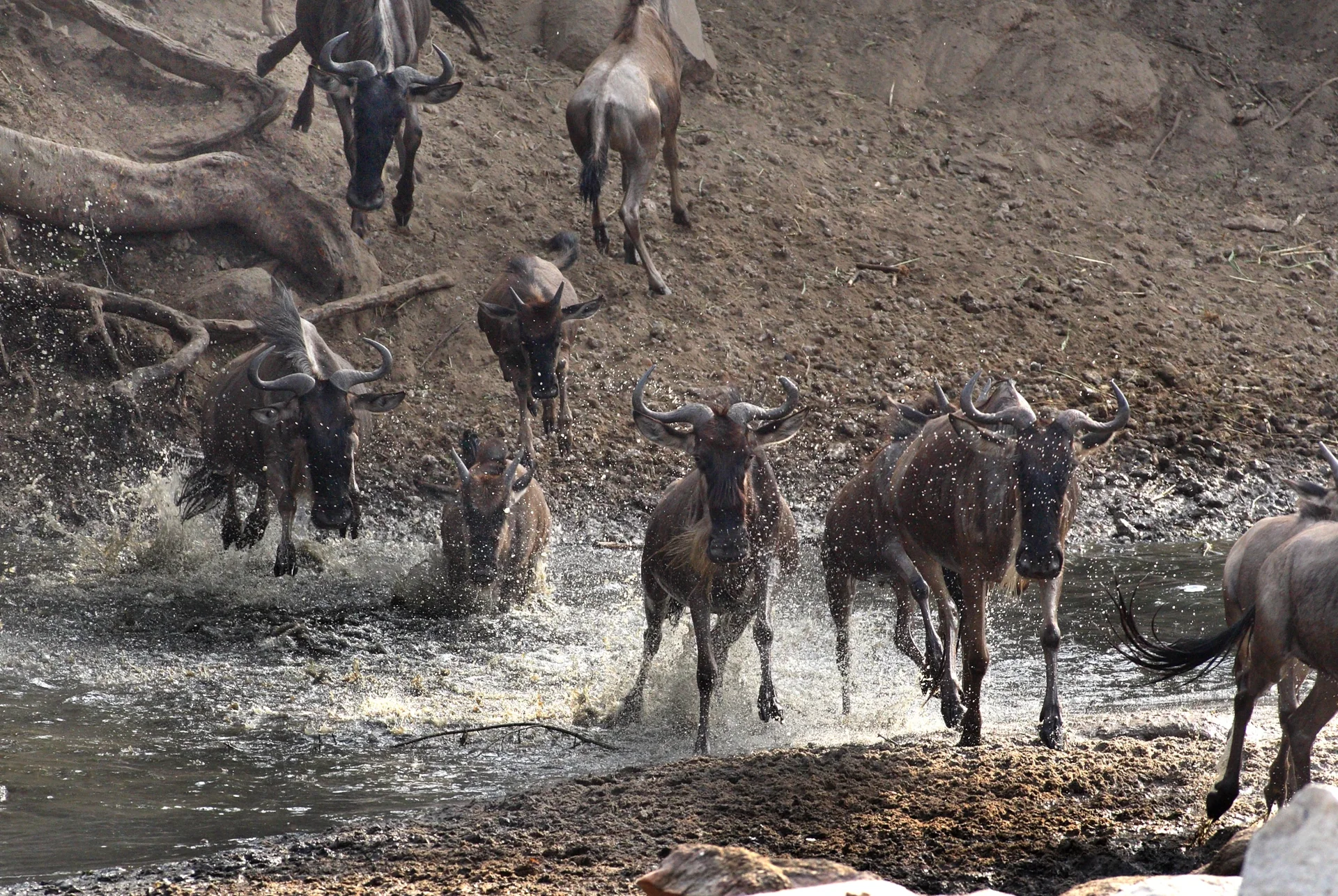 Gnous au bord d’une rivière dans le Serengeti