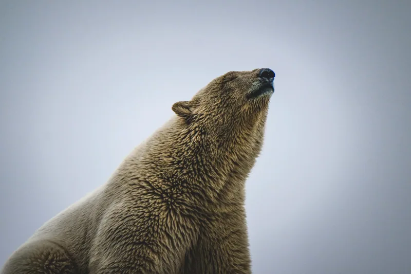 Gros plan d’un ours polaire sur un fond clair