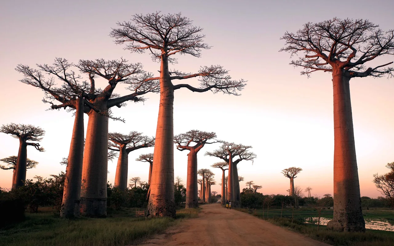 L’allée des Baobabs à Madagascar au soleil couchant