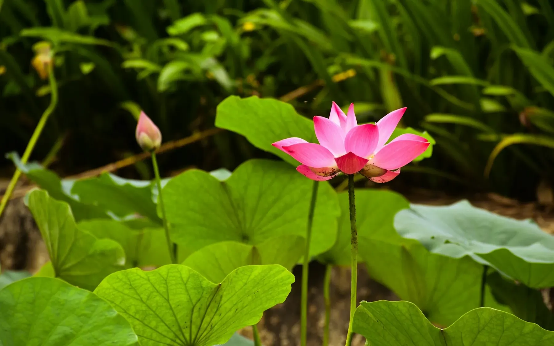 Un lotus rose au milieu de ses feuilles en Inde