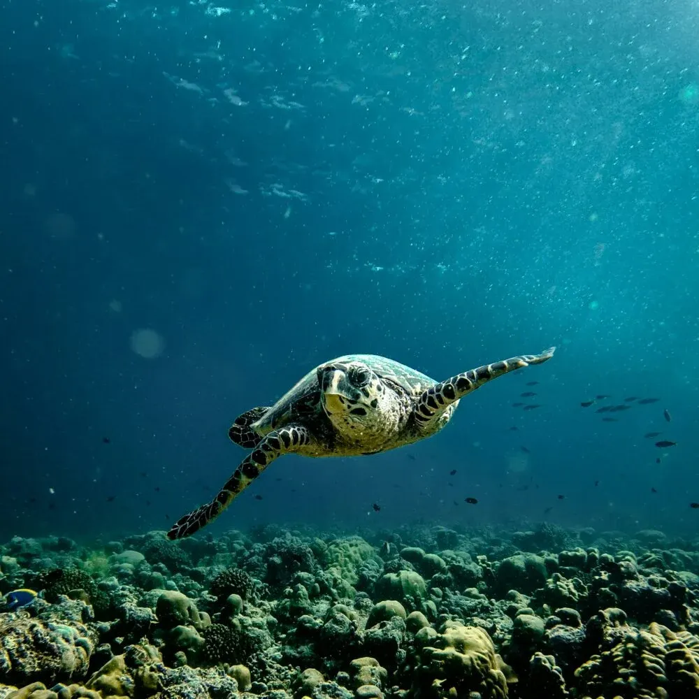 Maldives
