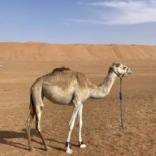 Oman