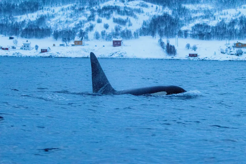 Orque à la surface d’un fjord norvégien devant les montagnes enneigées