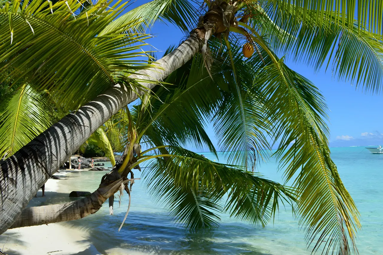 Palmiers au-dessus d’une plage de Bora Bora et de son lagon