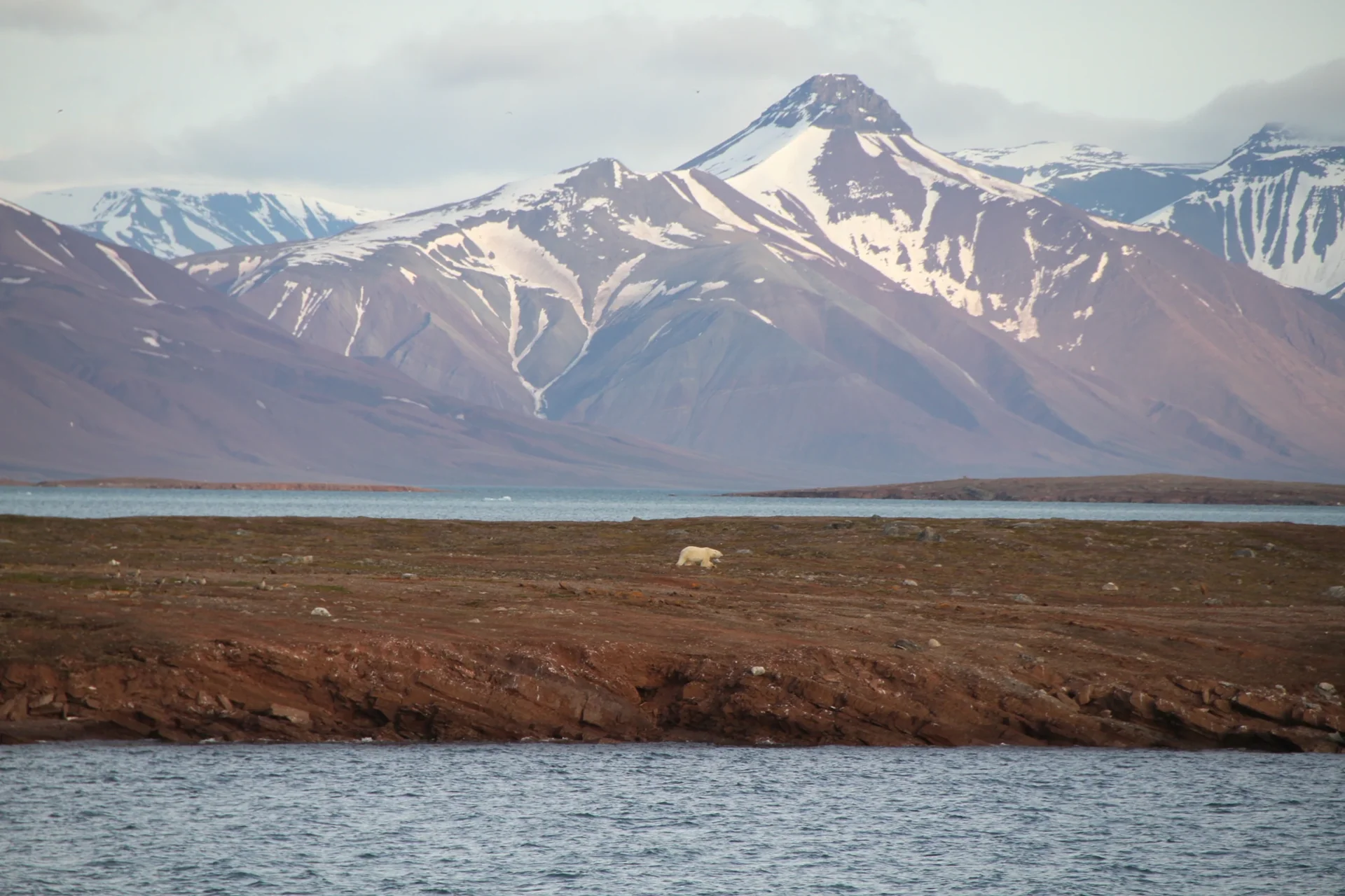 Paysage du Svalbard avec un ours polaire observé au loin