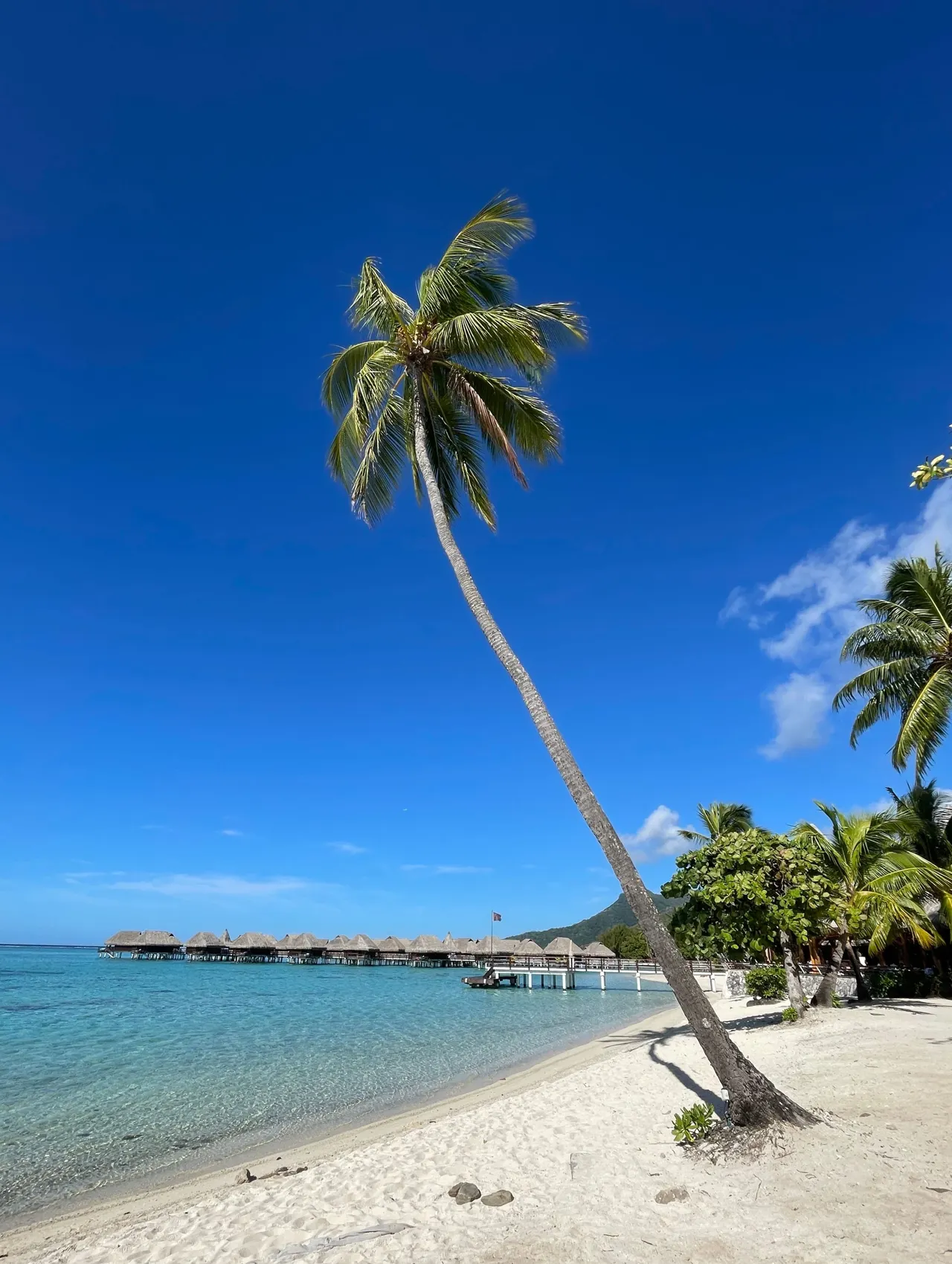 Plage polynésienne bordée d’un palmier avec des bungalows au loin