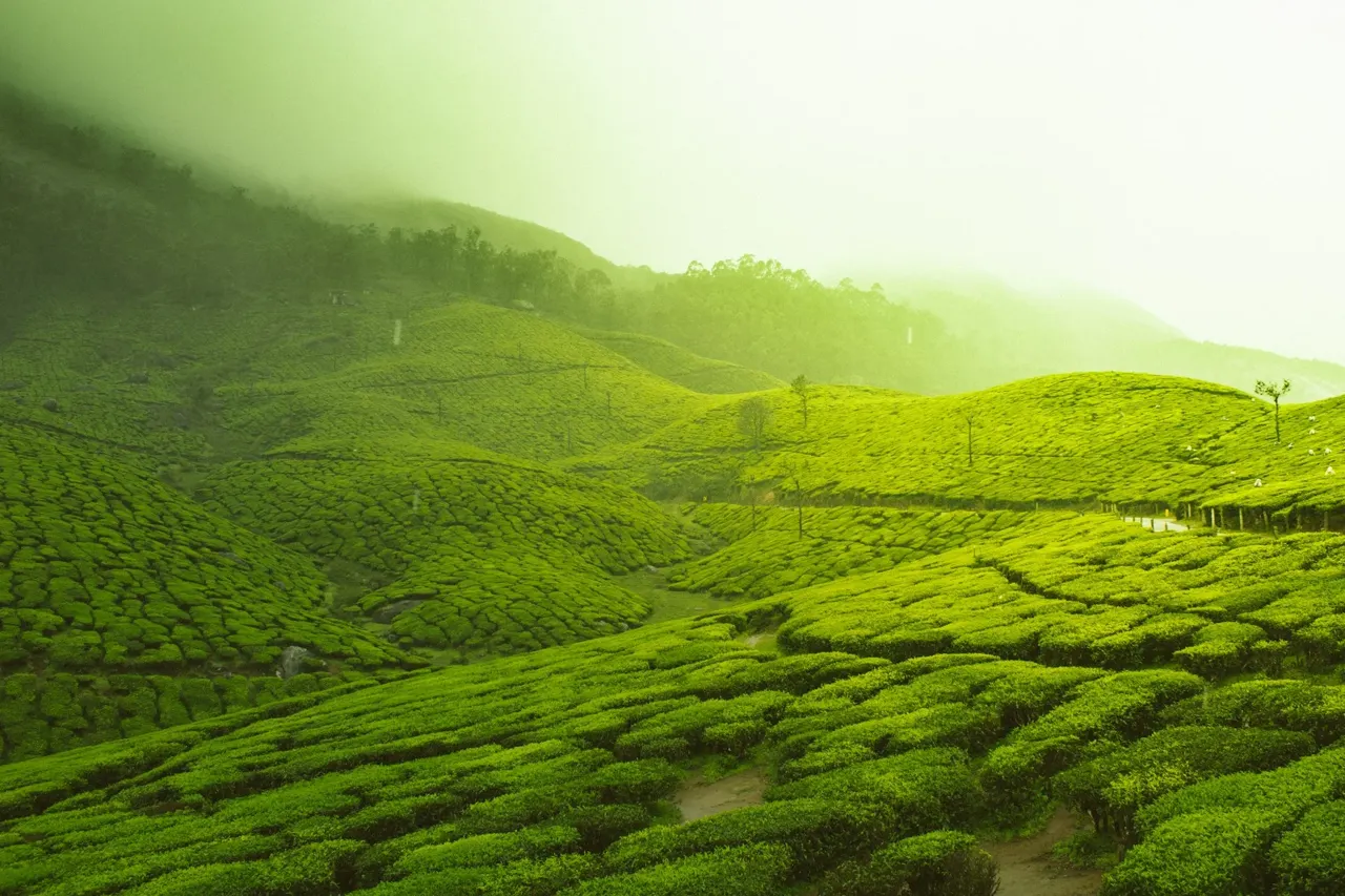 Plantations de thé dans les collines de Munnar au Kerala