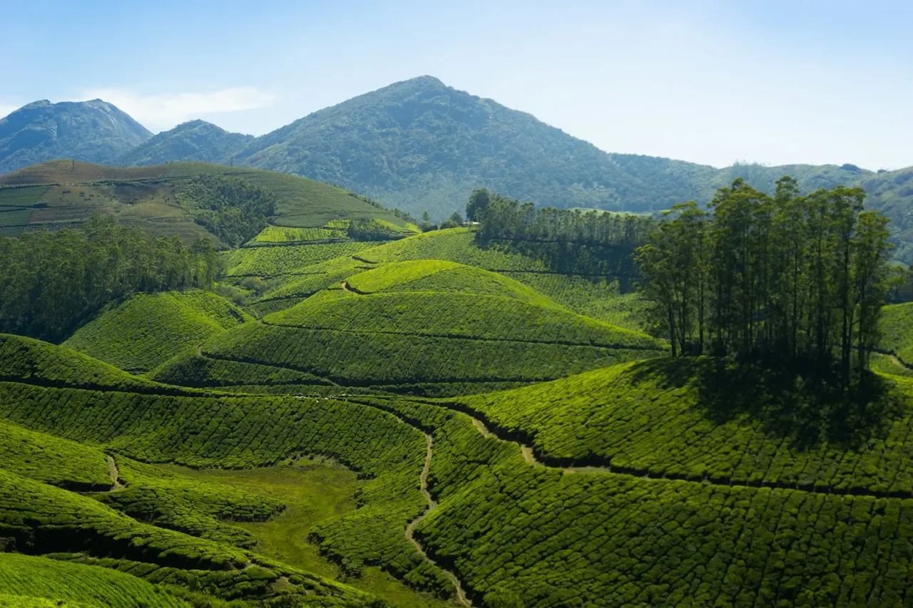 Les plantations de thé de Munnar et les collines boisées du Kerala