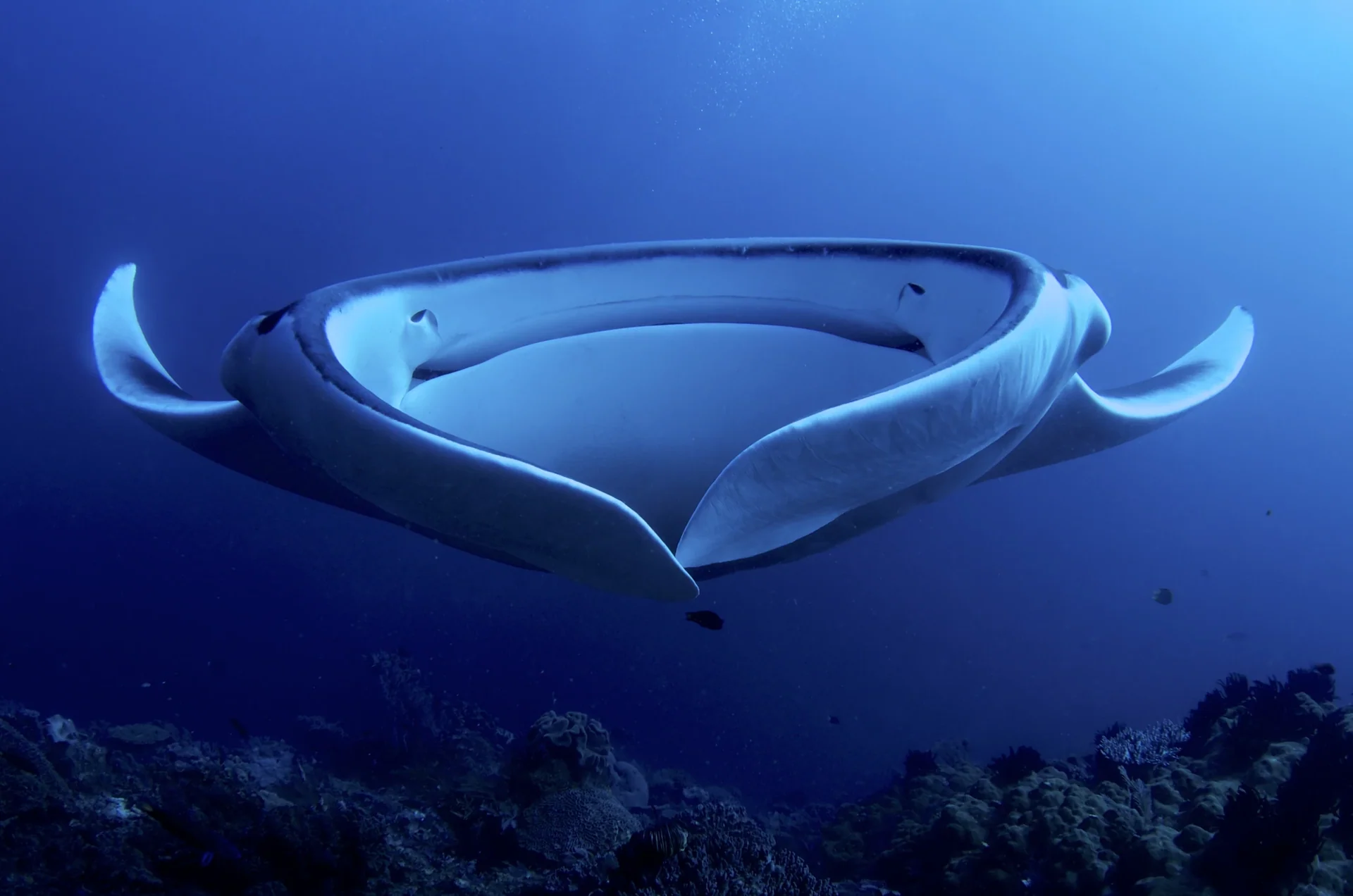 Raie manta en pleine eau, photographie d’illustration
