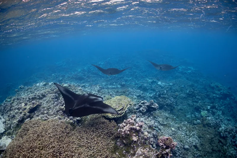 Raies manta au-dessus d’un récif du Pacifique, photographie d’illustration
