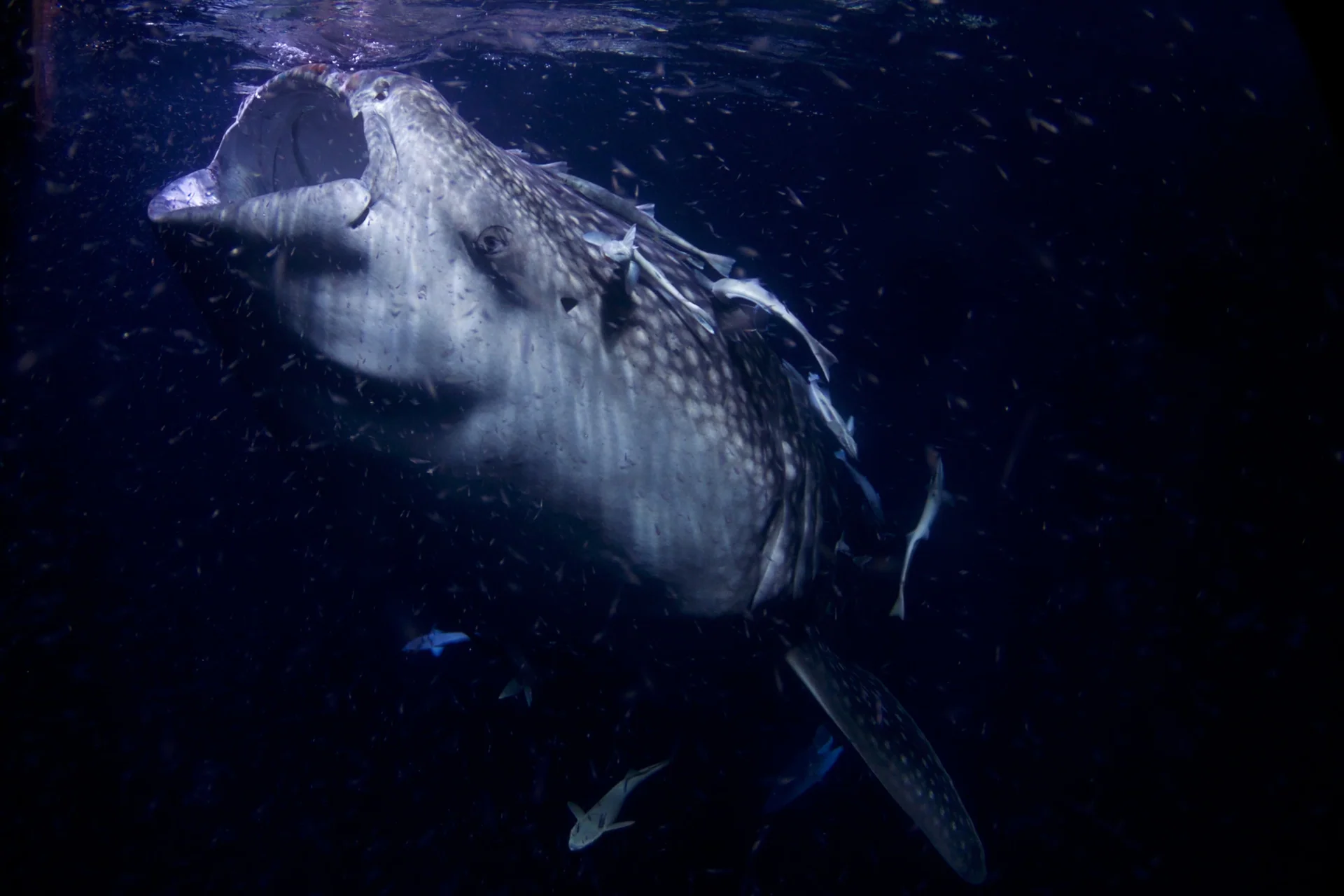 Requin-baleine en milieu naturel, photographie d’illustration
