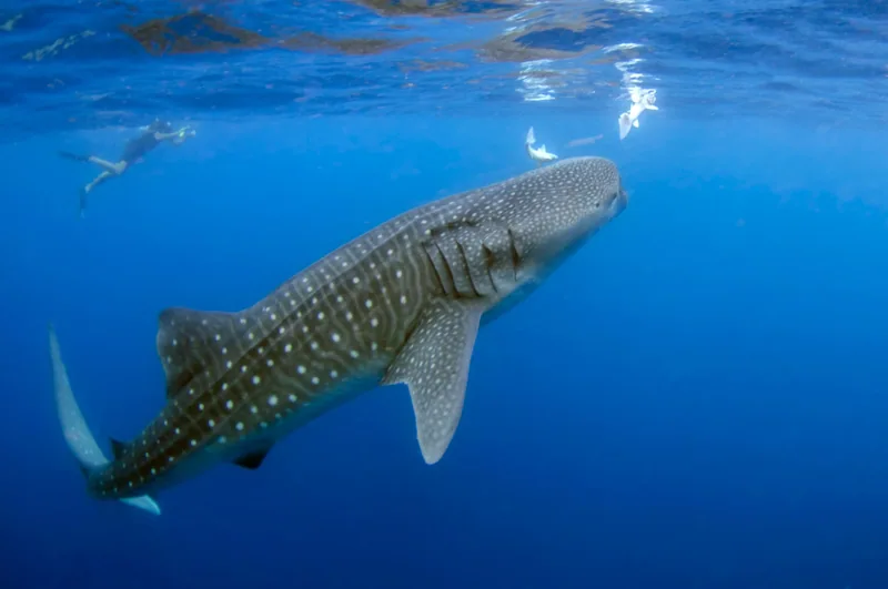 Requin-baleine en milieu naturel, photographie d’illustration de l’espèce