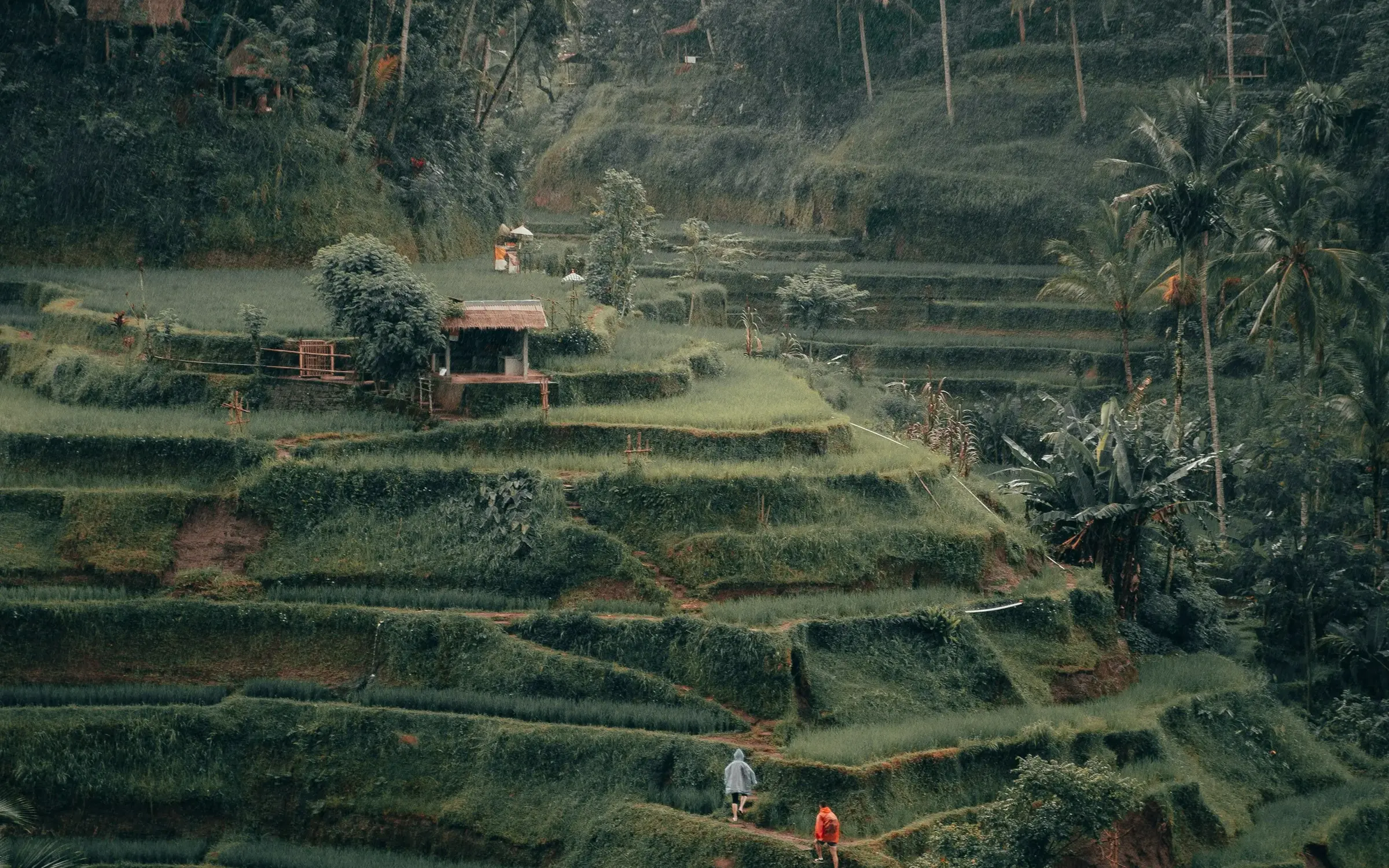 Rizières en terrasses de Tegalalang à Bali, Indonésie