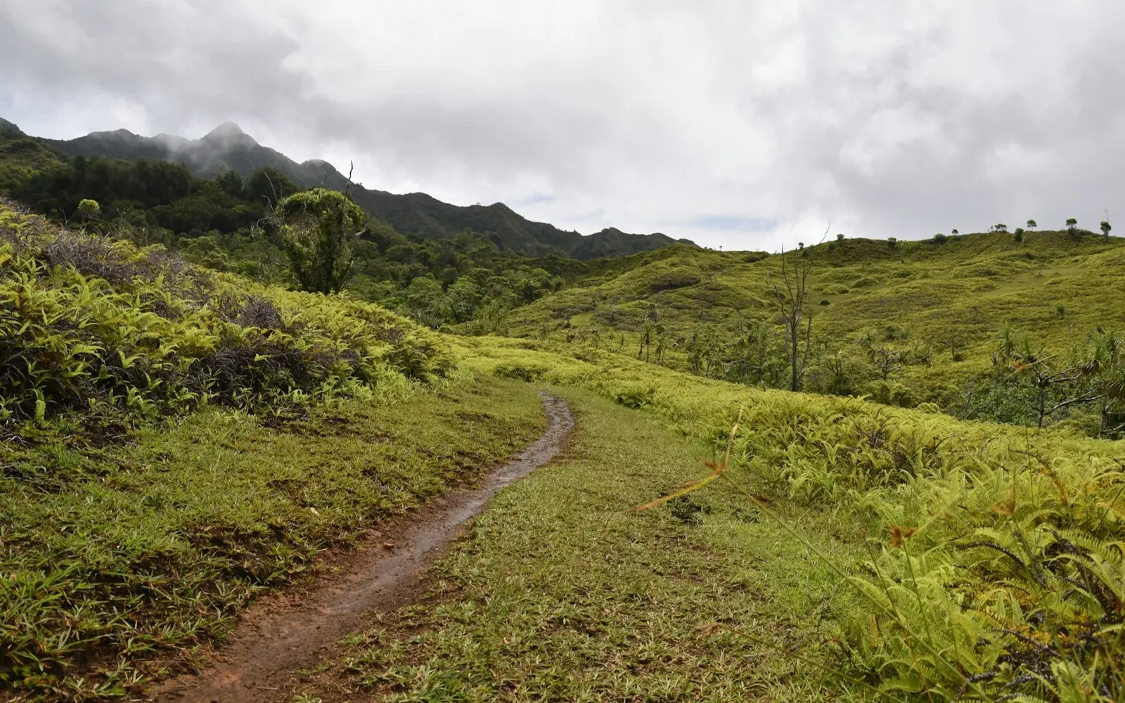 Un sentier dans les paysages de Nuku Hiva, aux Marquises