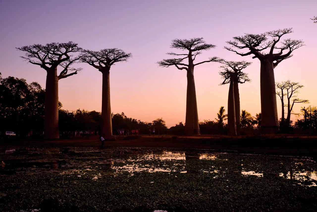 Les silhouettes des baobabs au crépuscule
