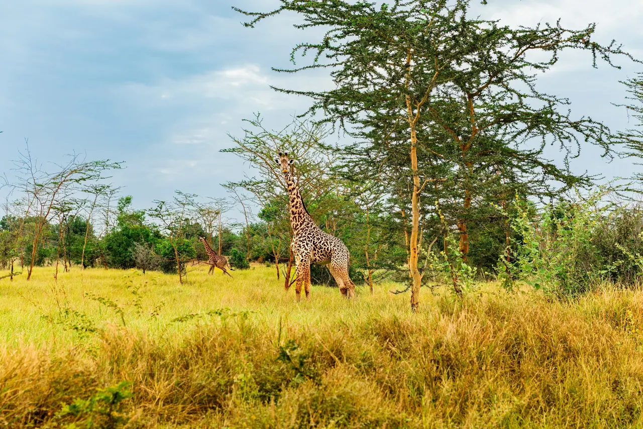 Vue de Tanzanie