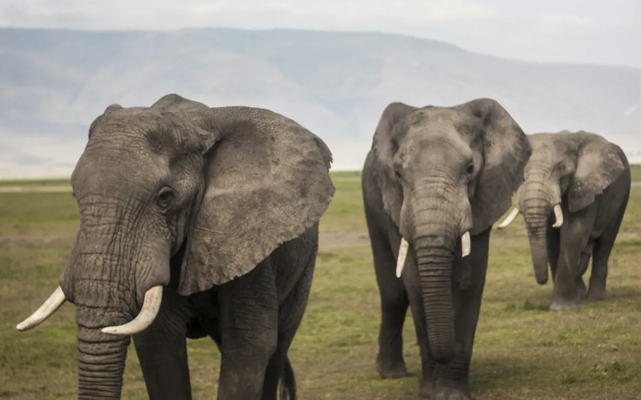 Trois éléphants dans les paysages du Ngorongoro, en Tanzanie