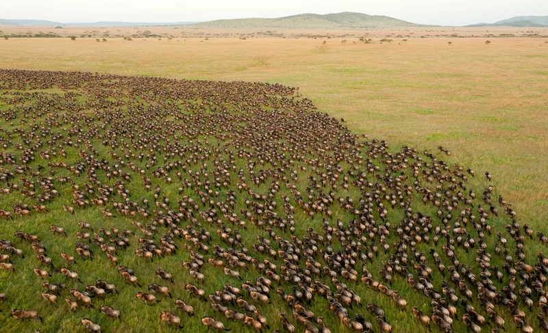 Troupeau de gnous dans les plaines du Serengeti