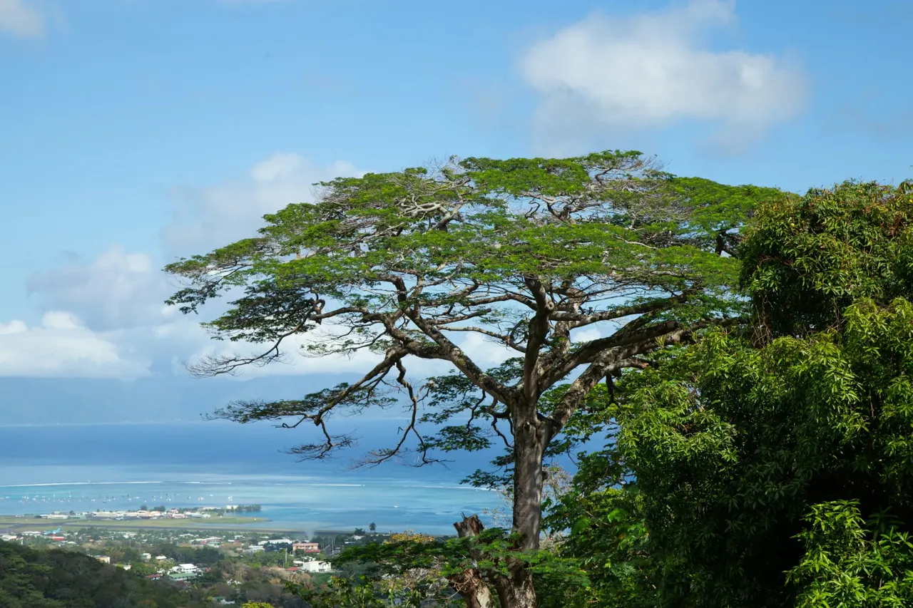 Végétation et vue sur l’océan à Tahiti